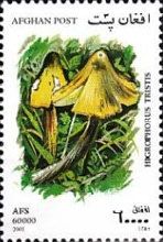 Blackening Waxcap (Hygrophorus tristis)