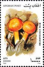 Woodwax (Hygrophorus reai)