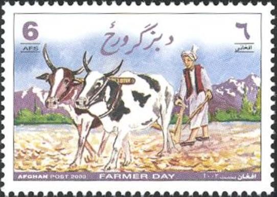 Nkone Cattle (Bos taurus) with Plow