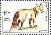 Golden Jackal (Canis aureus)