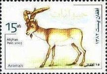 Wild Goat (Capra aegagrus)