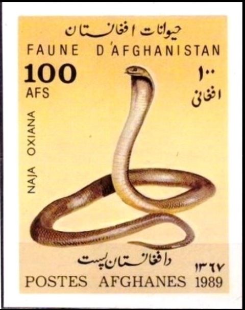 Caspian Cobra (Naja oxiana)