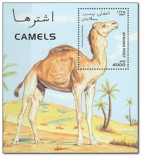 Dromedary (Camelus dromedarius)