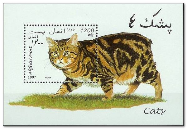 Manx Cat (Felis silvestris catus)