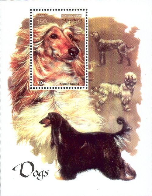 Afghan Hound (Canis lupus familiaris)