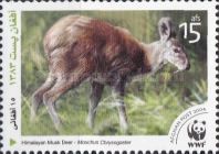 Himalayan Musk Deer (Moschus chrysogaster)