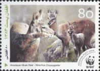 Himalayan Musk Deer (Moschus chrysogaster)