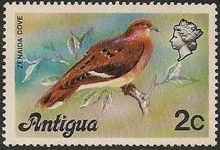 Zenaida Dove (Zenaida aurita)