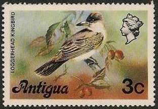 Loggerhead Kingbird (Tyrannus caudifasciatus)
