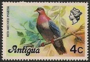 Red-necked Pigeon (Patagioenas squamosa)