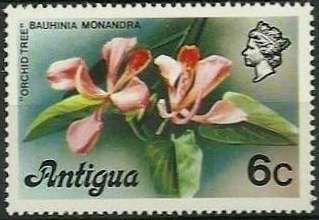 Orchid Tree (Bauhinia monandra)