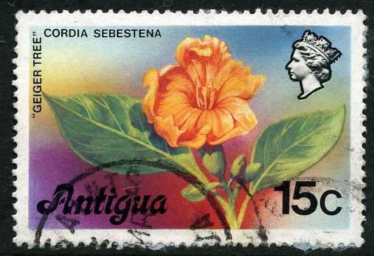 Geiger Tree (Cordia sebestena)