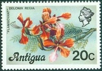 Flamboyant Tree (Delonix regia)