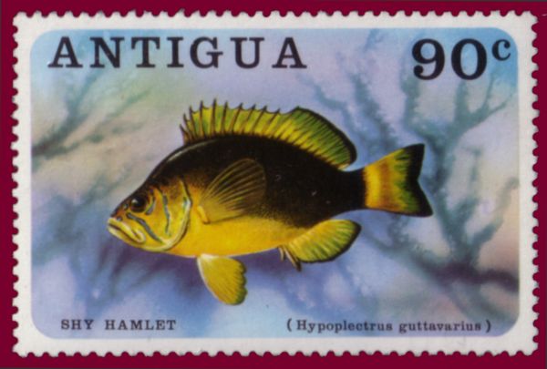Shy Hamlet (Hypoplectrus guttavarius)
