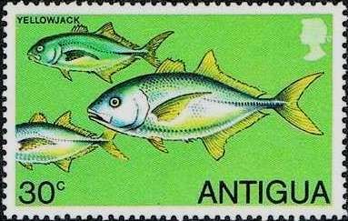 Yellow Jack (Caranx bartholomaei)