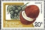 Coconut (Cocos nucifera)