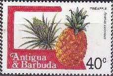 Pineapple (Ananas comosus)