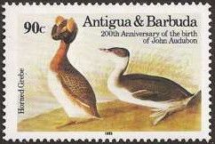 Horned Grebe (Podiceps auritus)