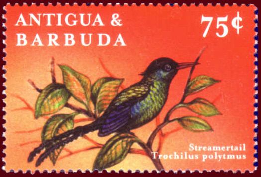 Red-billed Streamertail (Trochilus polytmus)