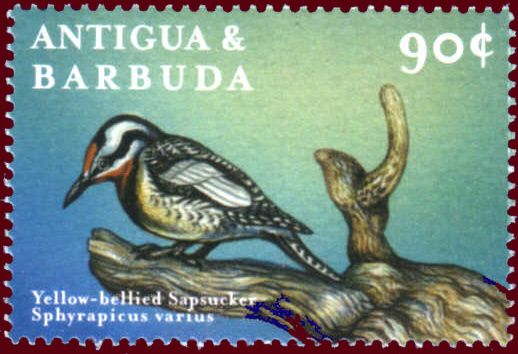 Yellow-bellied Sapsucker (Sphyrapicus varius)