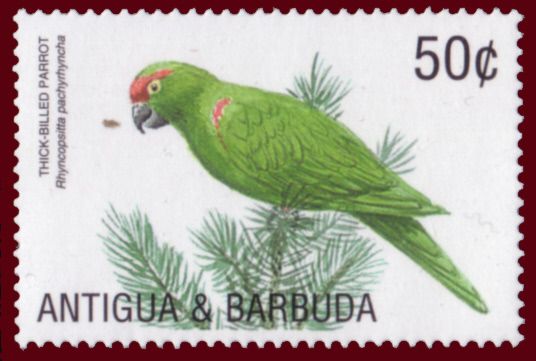 Thick-billed Parrot (Rhynchopsitta pachyrhyncha)