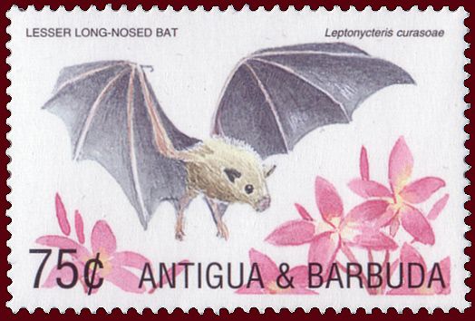 Lesser Long-nosed Bat (Leptonycteris curasoae)