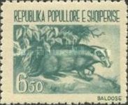 European Badger (Meles meles)