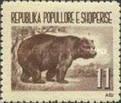 Brown Bear (Ursus arctos)