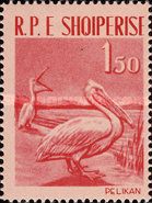 Dalmatian Pelican (Pelecanus crispus)