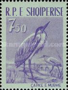 Grey Heron (Ardea cinerea)
