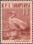 Little Egret (Egretta garzetta)