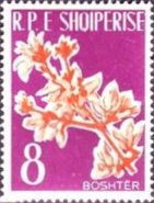 Forsythia (Forsythia europaea)