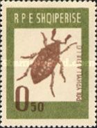 Pine Chafer (Polyphilla fullo)