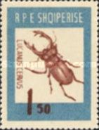 Stag Beetle (Lucanus cervus)