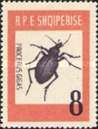 Ground Beetle (Carabus gigas)
