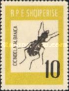 Tiger Beetle (Cicindela albanica)
