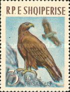 Golden Eagle (Aquila chrysaetos)