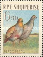 Grey Partridge (Perdix perdix)