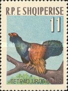 Western Capercaillie (Tetrao urogallus)