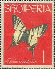Scarce Swallowtail (Iphiclides podalirius)