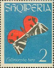 Jersey Tiger (Callimorpha quadripunctaria)