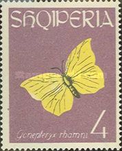 Common Brimstone (Gonepteryx rhamni)