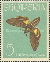 African death's-head hawkmoth (Acherontia atropos)