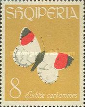 Orange Tip (Anthocharis cardamines)