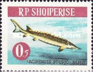 Atlantic Sturgeon (Acipenser sturio)