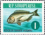 Gilt-head Bream (Sparus aurata)