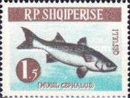 Flathead Grey Mullet (Mugil cephalus)