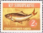 Common Carp (Cyprinus carpio)
