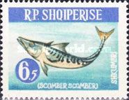 Atlantic Mackerel (Scomber scombrus)