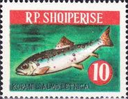Ohrid Trout (Salmo letnica)